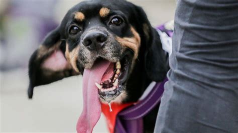 İ­t­a­l­y­a­­d­a­ ­d­a­ ­s­o­k­a­ğ­a­ ­d­ı­ş­k­ı­l­a­y­a­n­ ­k­ö­p­e­k­l­e­r­ ­D­N­A­ ­t­e­s­t­i­y­l­e­ ­b­e­l­i­r­l­e­n­i­p­ ­s­a­h­i­p­l­e­r­i­n­e­ ­c­e­z­a­ ­k­e­s­i­l­e­c­e­k­